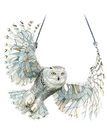 Hibou